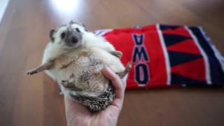 How to Hold Hedgehogs - And Save Your Fingers