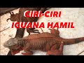 CIRI-CIRI IGUANA HAMIL💯‼️dan tips perawatannya ala sony farm 🔥🔥🔥