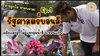 คลังลูกไม้ รัฐศาสตร์บอนสี ep.1