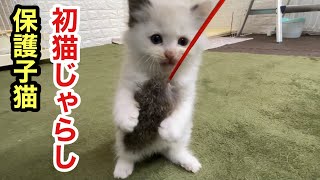 保護子猫の赤ちゃんが初めて猫じゃらしで遊んでみました