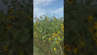 Summer vibe #farmer #farmlife #sunflowers #summer #flowers #citymarket