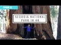 Sequoia National Park Travel Video in 4K