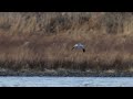 【大河の流れをバックに飛ぶハイイロチュウヒ】オスは小鳥を狩ろうとするが獲れず！！