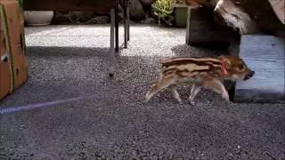 あらかわ道の駅　うり坊