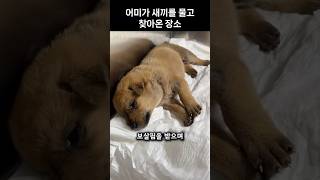 추운 겨울 어미가 새끼를 데리고 나타난 장소🐶