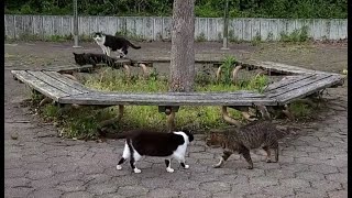 にゃおんと鳴いてウロウロする頭突きキジトラねことその頭突きをかわす黒白ねこ。とのんびりなアザラシサバ白ねこと丸顔黒ねこ　-Diary of visiting cats in Japan-