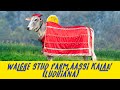 WALGRE STUD FARM ,AASSI KALAN (LUDHIANA) II MANN HORSE PHOTOGRAPHY