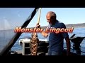 Monster Lingcod