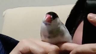 8歳桜文鳥　ここが好き#2　 Java sparrow.