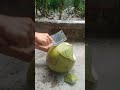 Coconut cutting very fast  #fruit #fresh #cool