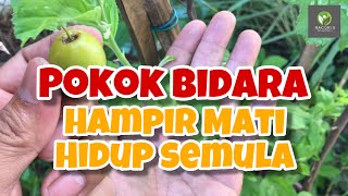 Pokok Bidara Arab Bidara Epal Hampir Mati, Dirawat & Hidup Semula