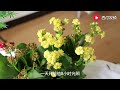 养护长寿花，“暴力”促花法，一个月就开花