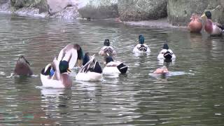 Mallard courtship display