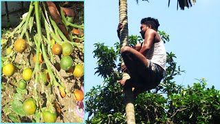 কিভাবে সুপারি গাছ থেকে সুপারি পাড়া হয় | How to climb a Areca palm tree