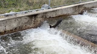 Nimbus Hatchery Fish Ladder Opens