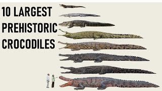 10 Largest Crocs that Dwarfs the Saltwater Crocodile
