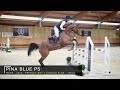 pina blue ps presley boy x chacco blue 5 years old mare