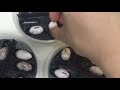 受精鬆獅蜥蛋：fertile bearded dragon eggs