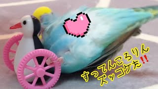 ズッコケルリ君#インコおしゃべり#インコ#セキセイインコ