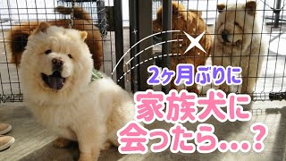 初めての里帰りでチャウチャウの家族が感動の再会🐾🐾