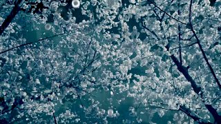 Music for Funerals & Remembrance – Tribute to a loved one Soothing music for funerals
