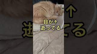 飼い主の枕の上でキモ可愛く寝る猫 #shorts