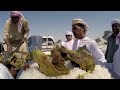 houbara bustard hunting in south punjab pakistan baaz sey talor ka shikar