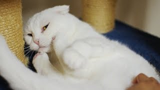 ブラッシングをすると激しく怒る猫（2017年版）Angry cat