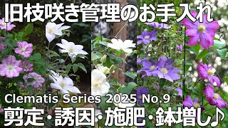 【クレマチスシリーズ 2025 No.9】旧枝咲き管理の剪定・誘因・施肥 | ピンク・レッド | 白根 | ガンジー・クリーム | H.F.ヤング | 柿生