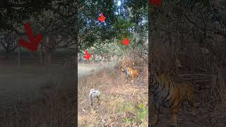 Tiger attack the goat in village forest 🐯 #trending #tiger #animals #reels #viralshorts #shorts