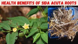 HEALTH BENEFITS OF SIDA ACUTA ROOTS REVEALED | STUBBORN GRASS.