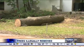Developers illegally cut down two 50 year old trees