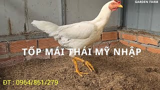 QUANG FARM - TỐP M.ÁI TH.ÁI M.Ỹ NHẬP...Pet care and cooking tutorials!