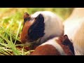 赤ちゃんモルモット（baby guinea pig）