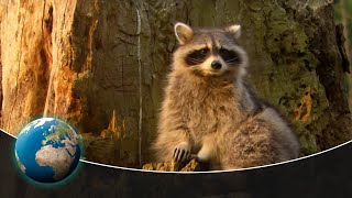 Raccoons - Curse or blessing?