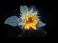 Sunflower time-lapse: seed to flower - 110 days in 2 minutes