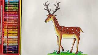 deer drawing colour || Deer Colour || How To Colour Deer