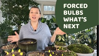 🌷Forced Bulbs - What to do Next🌷