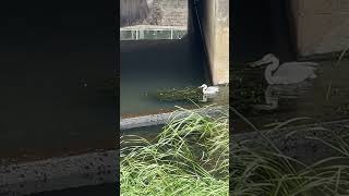 【４K映像】アオサギ　Gray heron