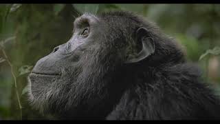 Chimpanzee tracking