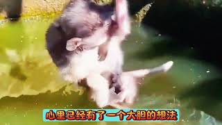 猴子眼看落水，同伴伸出后脚，游客手机拍照