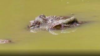 Crocodile Attacks! | Frontier Borneo Season 1 - Episode 1 | Full Episode