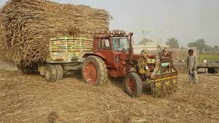 wow! Belarus 510 Sugarcane Load Trailer | Tractor Failed In Mud Pulling Out Trailer