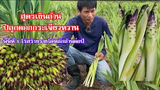 สูตรเงินล้านปลูกดอกกระเจียวหวานพื้นที่ 5 ไร่ สร้างรายได้หลักล้านต่อปี