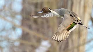 Northern Pintail and more at Spring Trail Pond