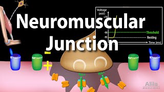 Neuromuscular Junction, Animation