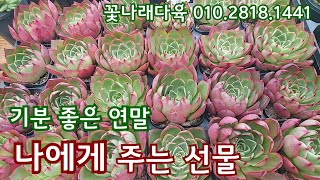 꽃나래다육의 가격 경쟁력! 기분 좋은 가격으로 만나보는 다육이들~ 나에게 주는 연말 선물 🎁 꽃나래다육 010.2818.1441 *유료광고포함*