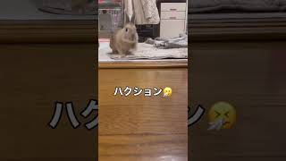 うさぎさん🐰不意打ちのくしゃみにビックリ‼︎ボリュームを上げてお楽しみ下さい😊　#shorts  #うさぎ  #うさぎショート　#rabbit  #ペット  #animals  #ショート