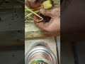 what to do with sprouted onions