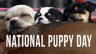 It's National Puppy Day...Need We Say Anymore?